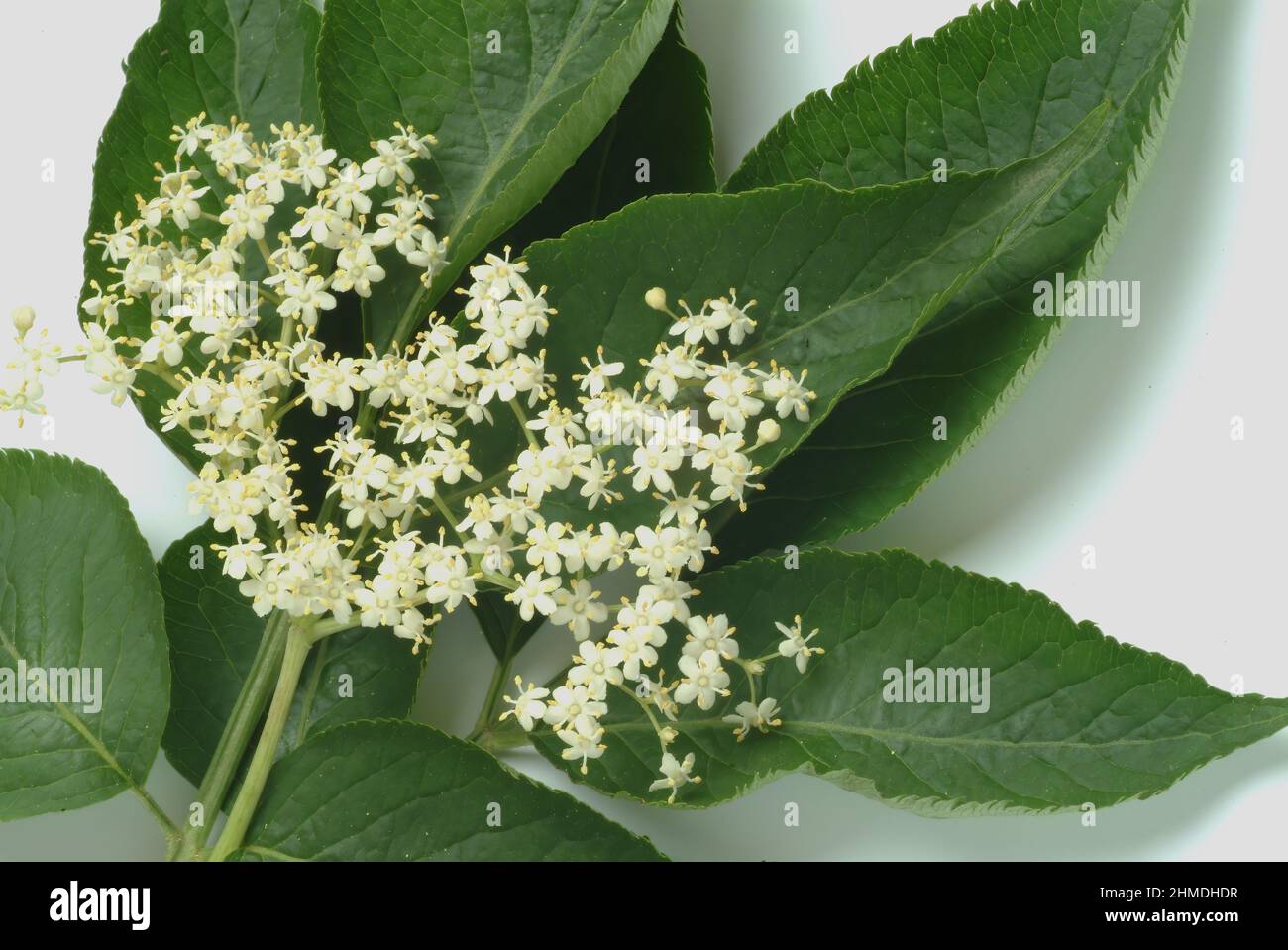 Schwarze Holunder, Sambucus nigra, Heilpflanze, Holundersaft und die Holunderbeeren, aber auch Tees aus Rinde und Blütenständen gelten als probate Hau Stockfoto