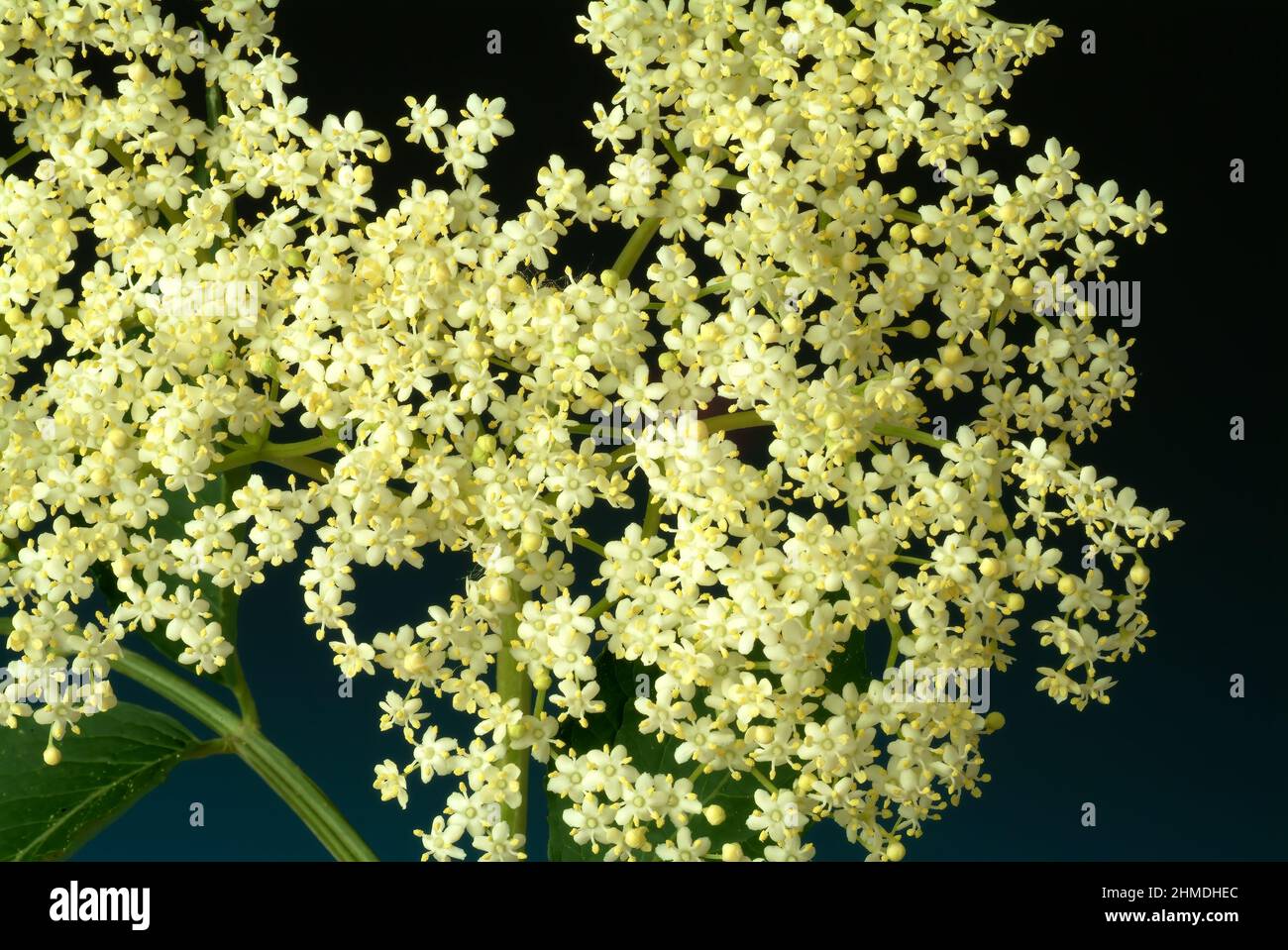 Schwarze Holunder, Sambucus nigra, Heilpflanze, Holundersaft und die Holunderbeeren, aber auch Tees aus Rinde und Blütenständen gelten als probate Hau Stockfoto