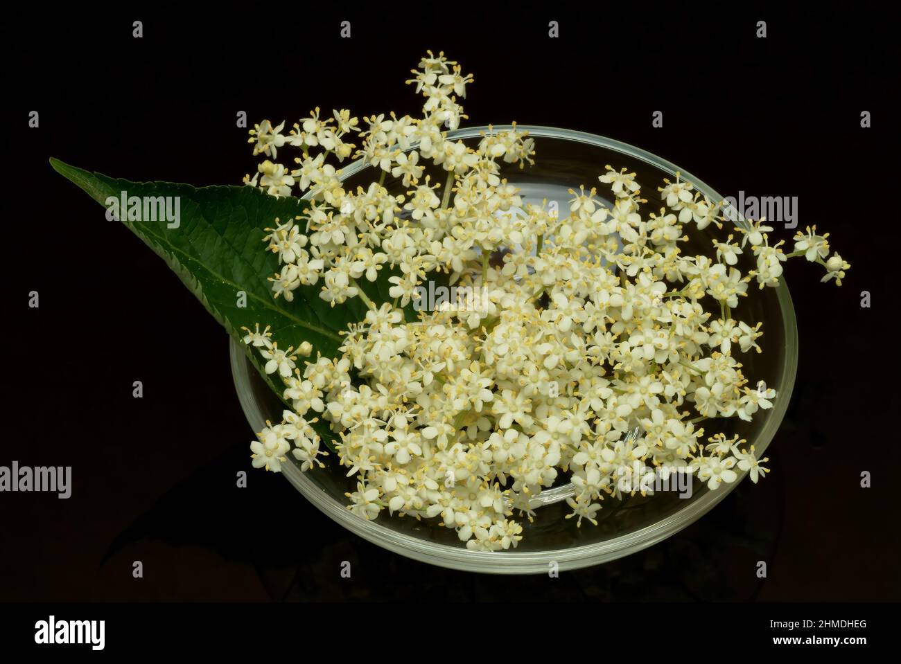 Schwarze Holunder, Sambucus nigra, Heilpflanze, Holundersaft und die Holunderbeeren, aber auch Tees aus Rinde und Blütenständen gelten als probate Hau Stockfoto