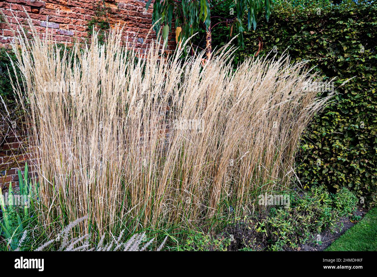 Calamagrostis acutiflora karl foerster, Federschilfgras, poaceae.die Höhe und Struktur in dem Spätsommergarten. Stockfoto