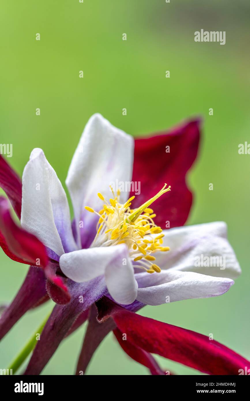 Rote, violette und weiße aquilegia glandulosa Blume auf grünem Hintergrund im Hochformat. Makrofoto einer einzelnen Säulenblüte im Frühjahr. Stockfoto