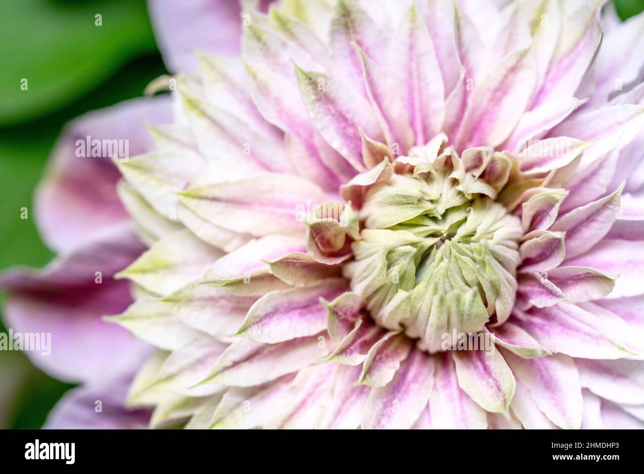 Makro-Nahaufnahme einer rosa Doppelblume von Clematis Josephine, die im Sommer auf einer mehrjährigen Kletterpflanze im Garten blüht. Hintergrundbild. Stockfoto