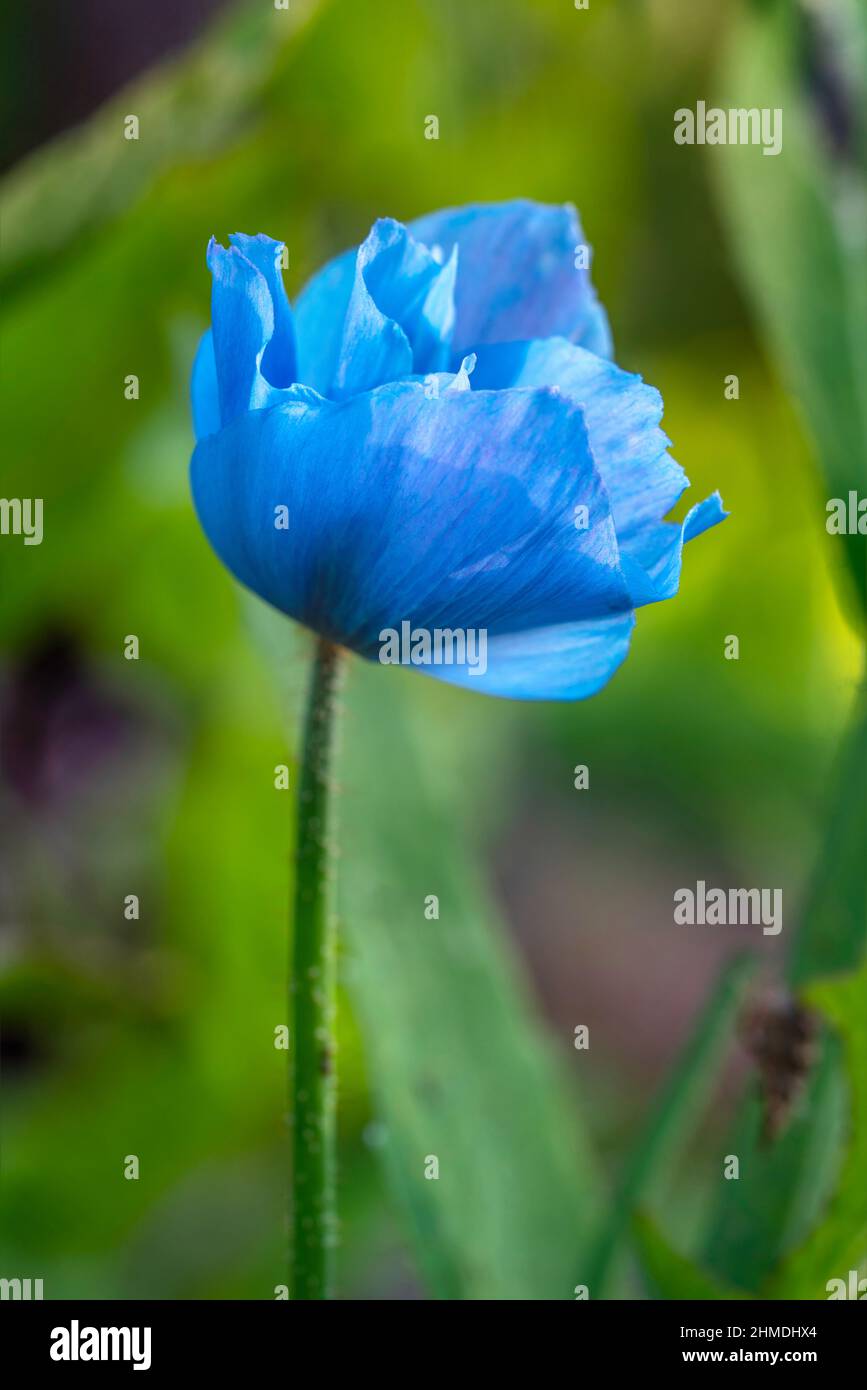 Nahaufnahme der Meconopsis Himalaya-Mohnblume mit blauen Blütenblättern, die im Sommer im britischen Garten wächst. Stockfoto