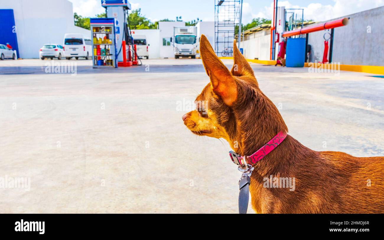 Hund an der Leine wartet vor dem GOmart-Shop-Store an der Gulf-Tankstelle in Puerto Aventuras in Quintana Roo Mexiko. Stockfoto