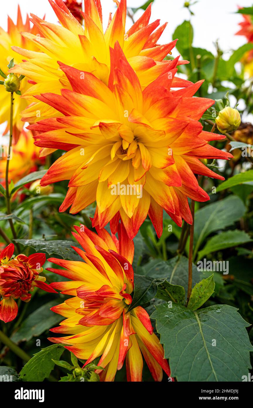 dahlien, Sonnenuntergang, asteraceae, Semi-Kaktus, Orange, Gelb, Blume Stockfoto