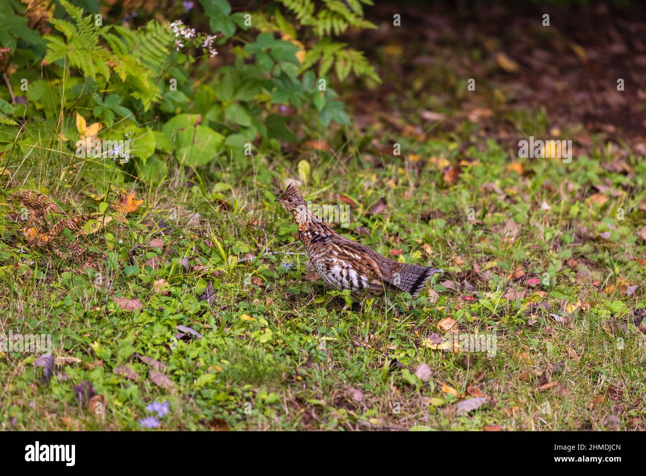 Ruffhuhn im Chequamegon National Forest im Norden von Wisconsin. Stockfoto