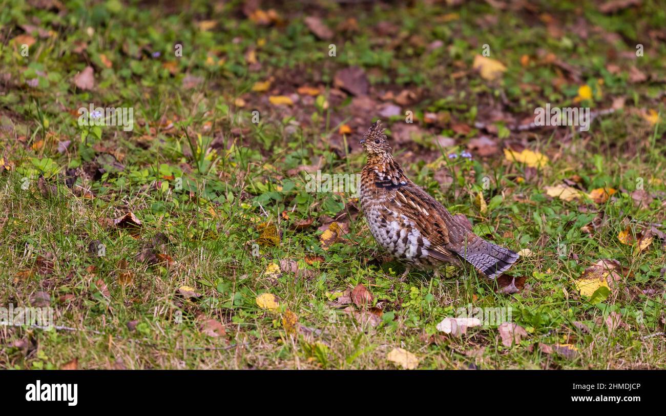 Ruffhuhn im Chequamegon National Forest im Norden von Wisconsin. Stockfoto