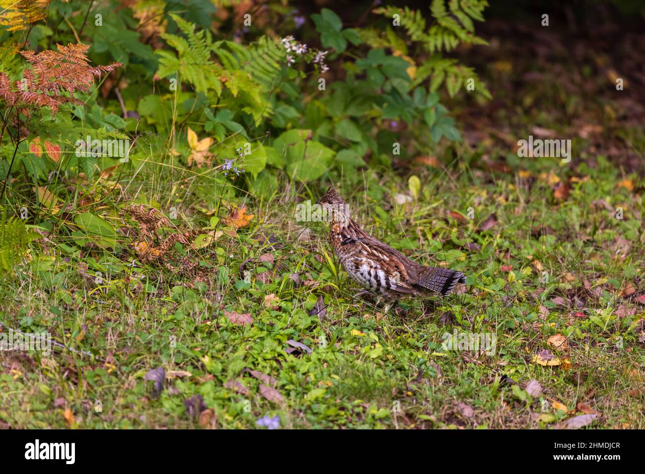 Ruffhuhn im Chequamegon National Forest im Norden von Wisconsin. Stockfoto