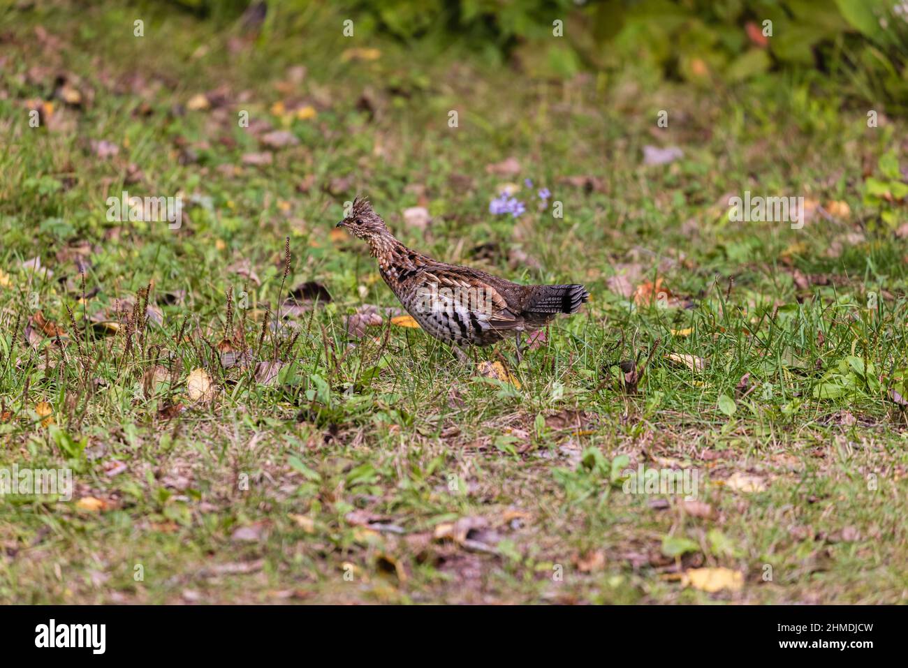 Ruffhuhn im Chequamegon National Forest im Norden von Wisconsin. Stockfoto