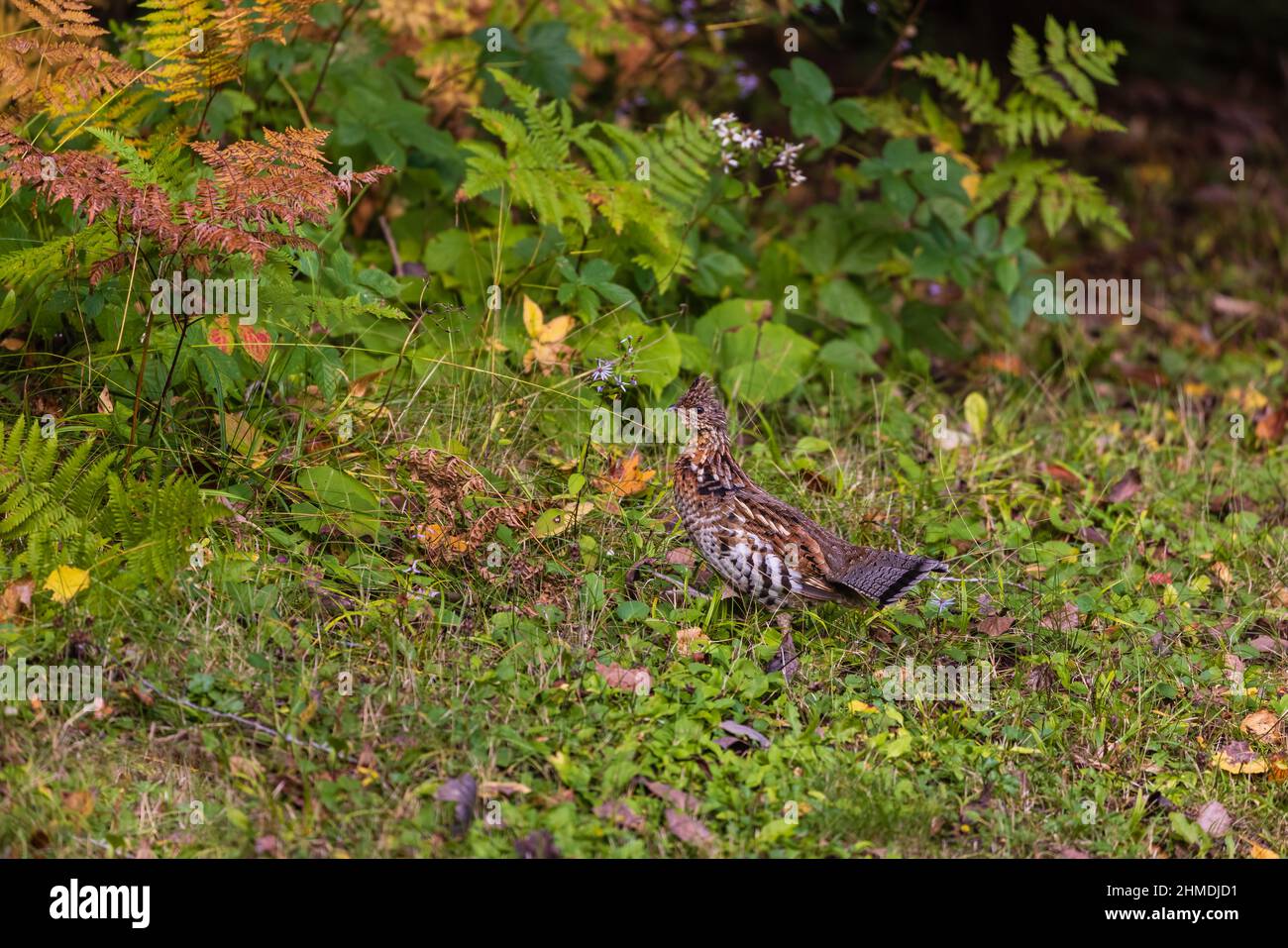 Ruffhuhn im Chequamegon National Forest im Norden von Wisconsin. Stockfoto