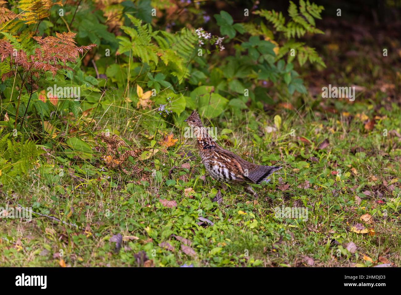Ruffhuhn im Chequamegon National Forest im Norden von Wisconsin. Stockfoto