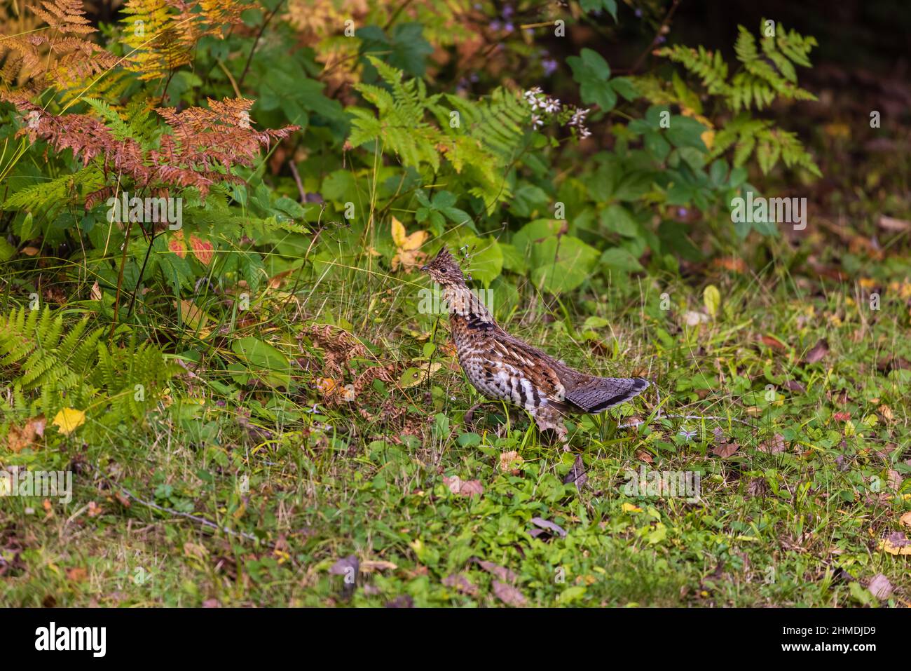 Ruffhuhn im Chequamegon National Forest im Norden von Wisconsin. Stockfoto