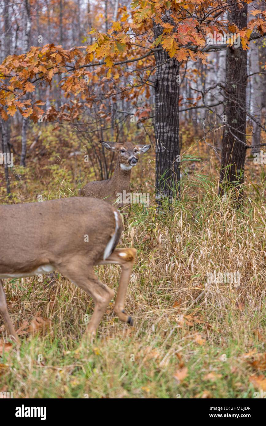 Weißschwanz-Rehe zeigt Anzeichen von Aggression, während eine andere Rehe zu nahe kommt. Stockfoto