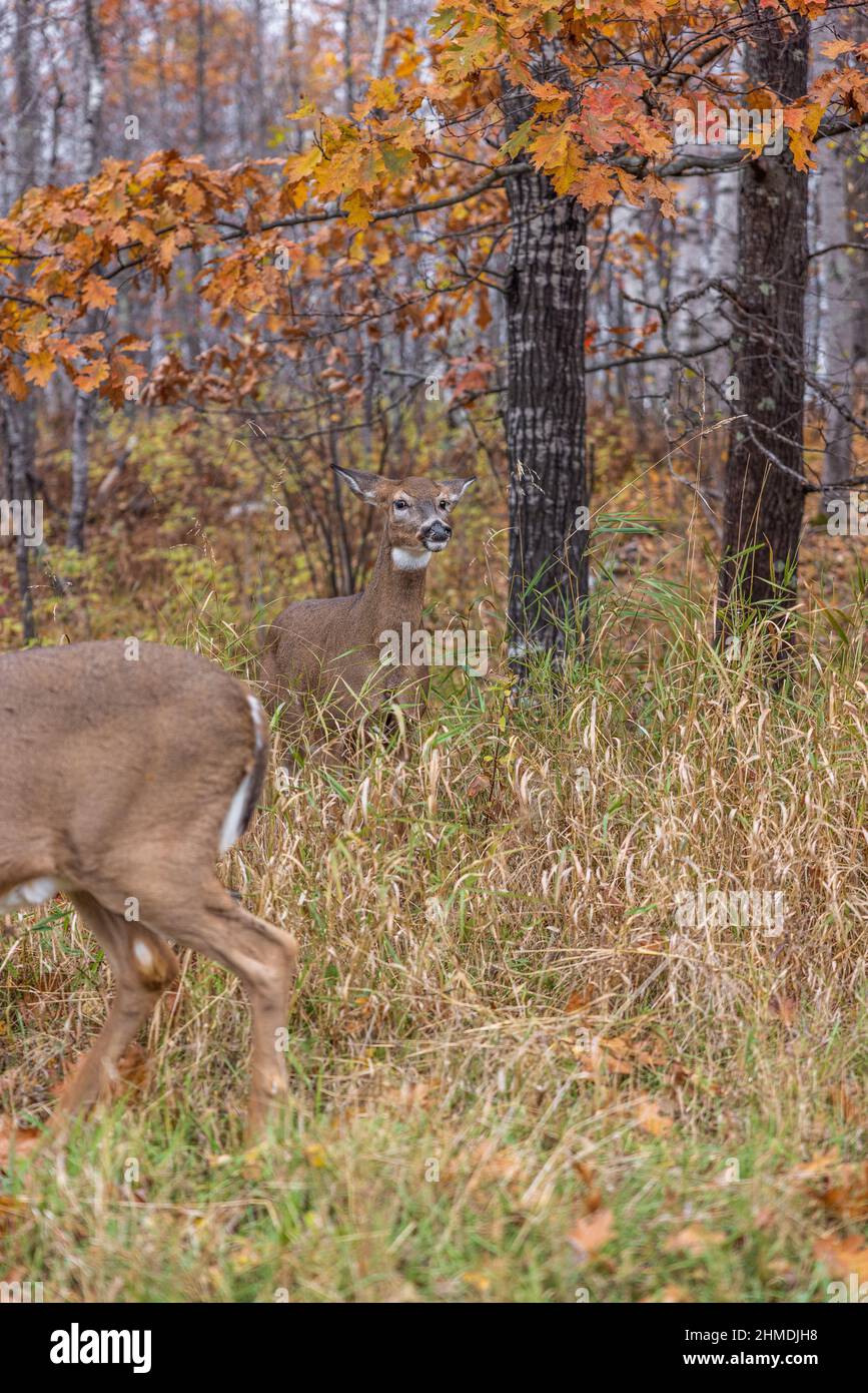 Weißschwanz-Rehe zeigt Anzeichen von Aggression, während eine andere Rehe zu nahe kommt. Stockfoto