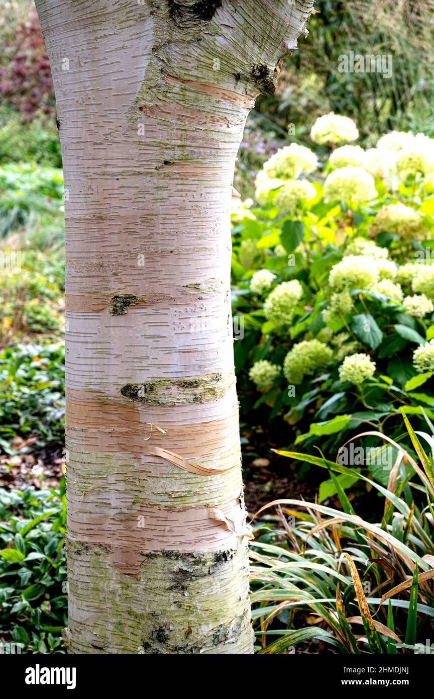 Betula Utilis, attraktive weiße schälende Rinde dieser Himalaya-Birke. Stockfoto