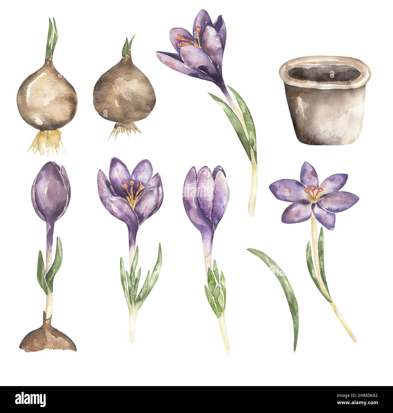 Crocus Blume Lebenszyklus Clipart, Aquarell wachsenden Stadien der Pflanze, Blumenwachstum Zyklus Illustration Set, Homeschool Karte, Kinderschule Bildung c Stockfoto