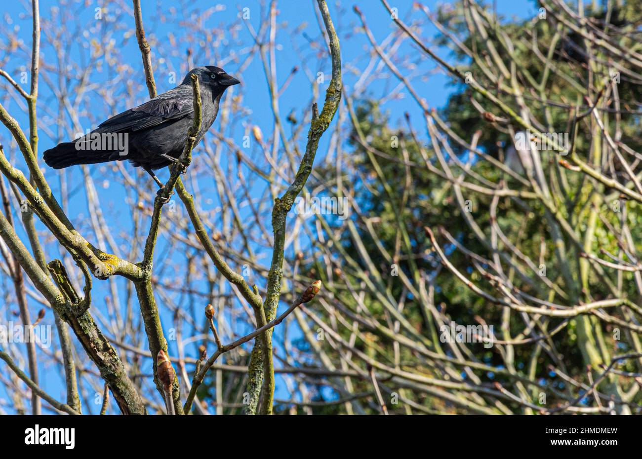 Schöne junge schwarze Dohle ruht auf Ästen eines Baumes Stockfoto