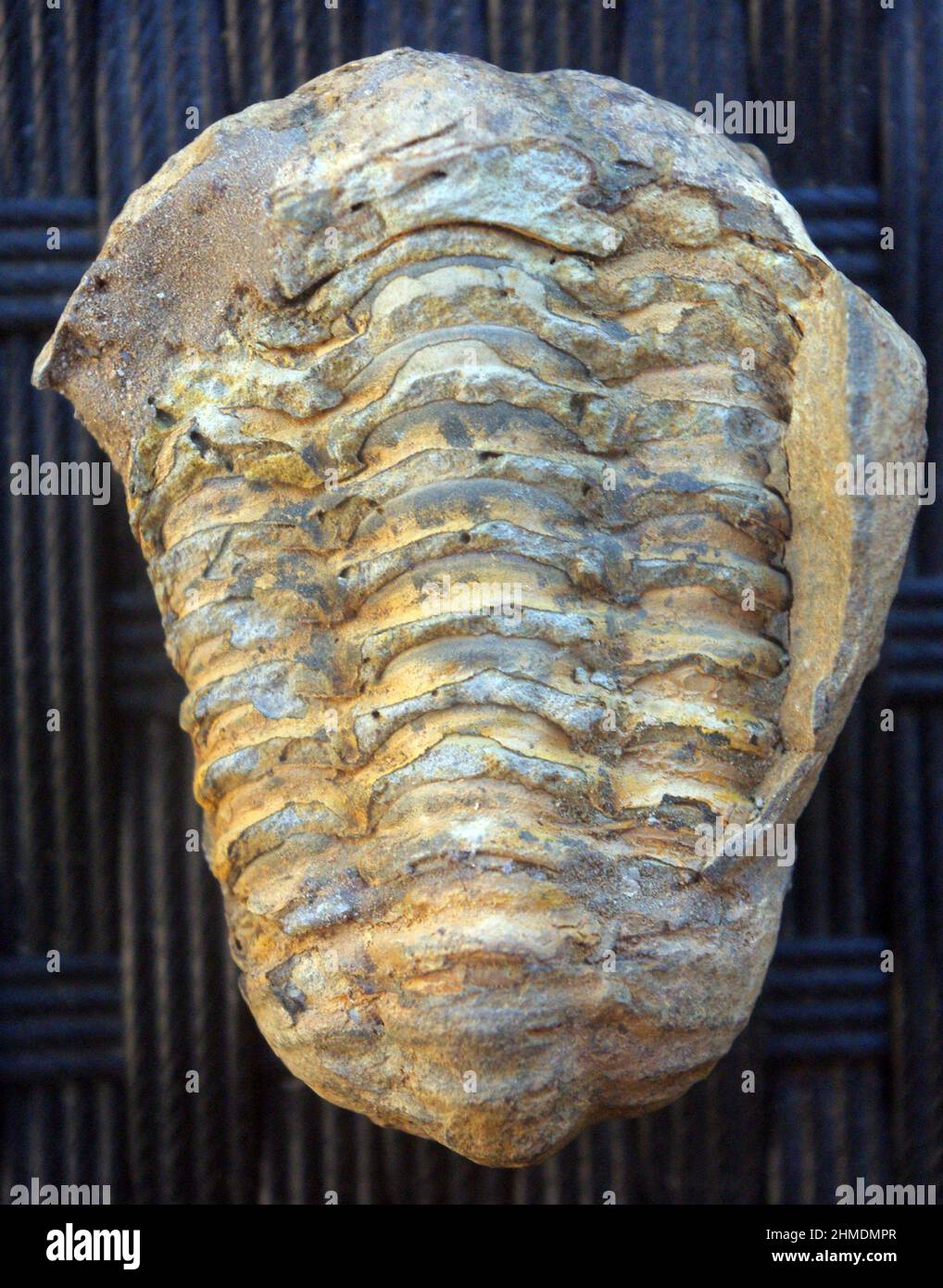 Der Abdruck des antiken Trilobiten, einer dreilappigen Meeresarthropode, die lange ausgestorben war (Paläozoische Ära) Stockfoto