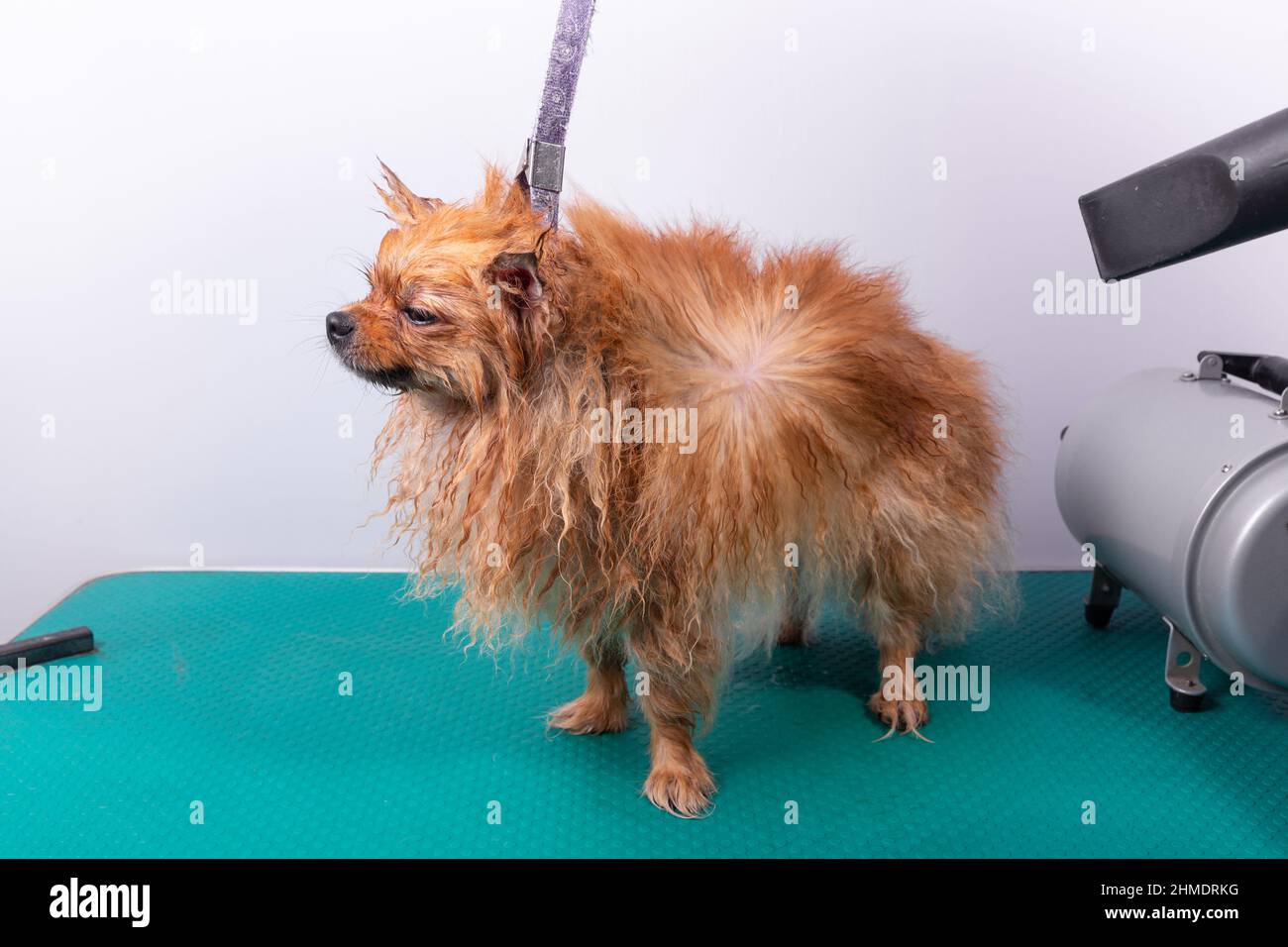 Professionelle Frau trocknet nassen pommerschen spitz Hund, im Pflegesalon. Schöne Sicht auf Tierhaare. Stockfoto
