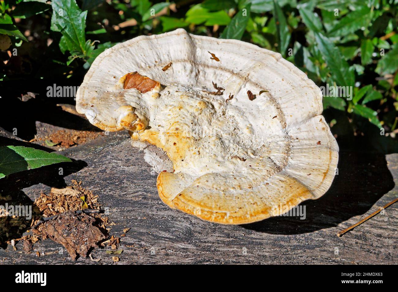 Pilz auf Stamm im Wald Stockfoto