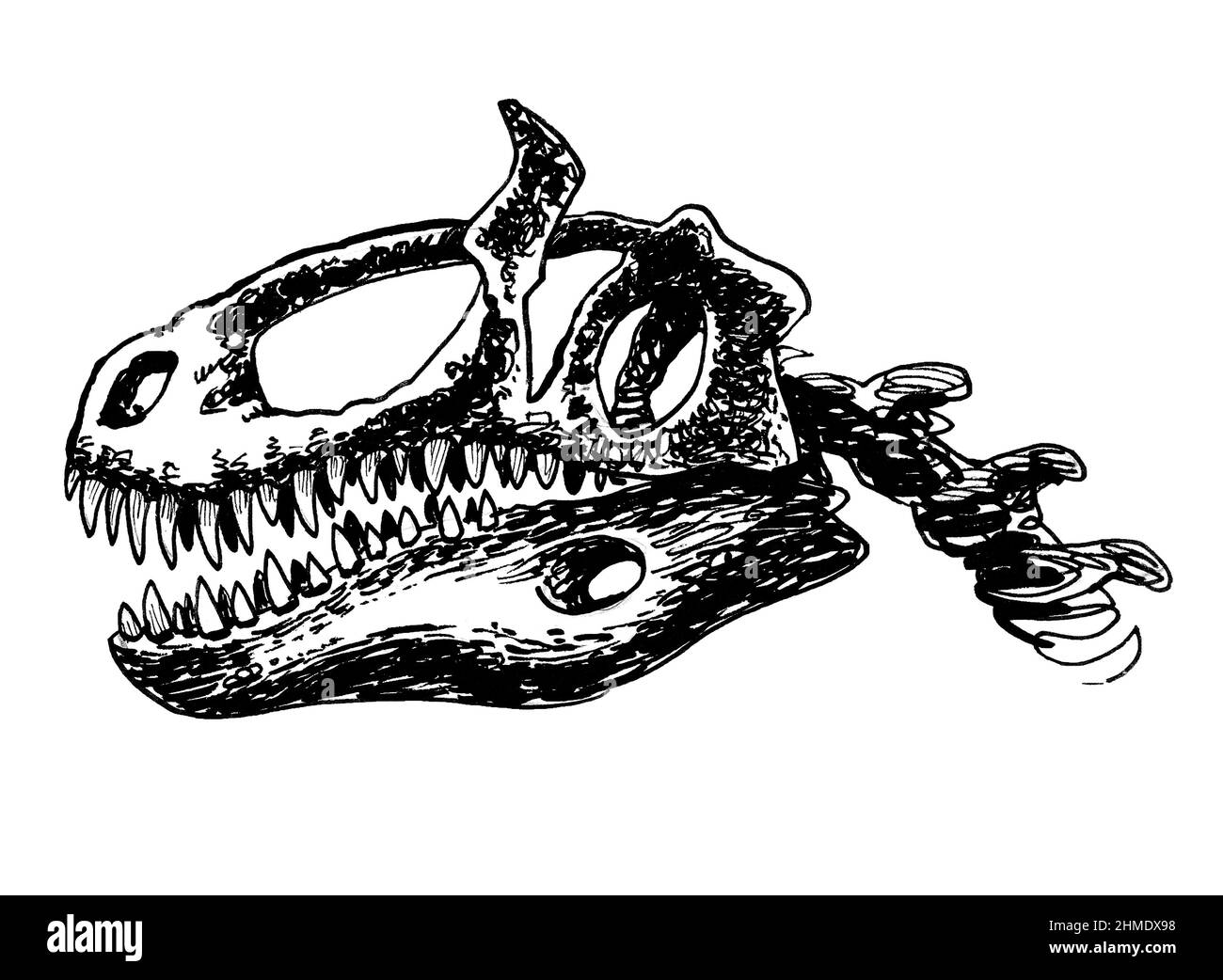 Tyrannosaurus Schädel. Tinte schwarz-weiß Zeichnung Stockfoto