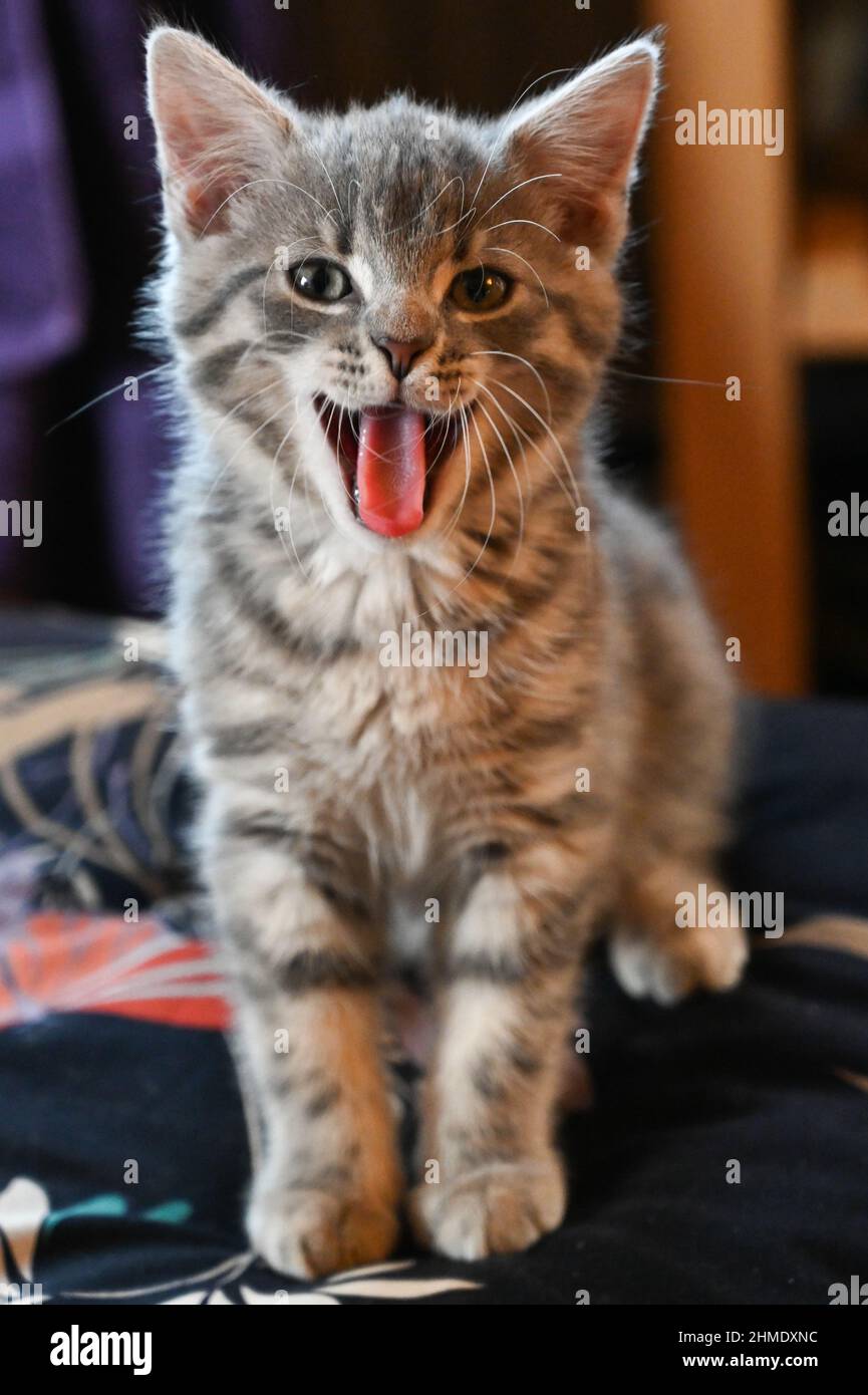 Eine schöne, niedlich, flauschig, hellgrau, grau, Gestromte Kätzchen, Hauskatze, Felis catus, mit offenem Mund und einer komischen Pose Stockfoto