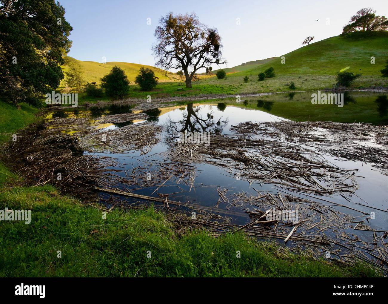 Regionalparks in der SF Bay Area Stockfoto