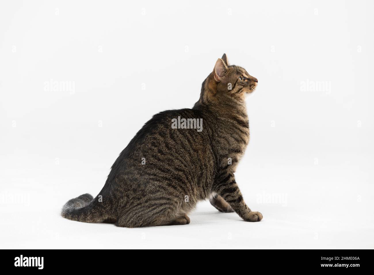 Sie-Katze sitzt seitwärts und schaut mit Interesse auf. Stockfoto