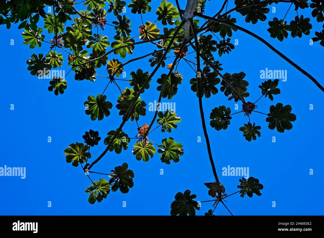 Schlangenholz (Cecropia peltata), Rio de Janeiro Stockfoto