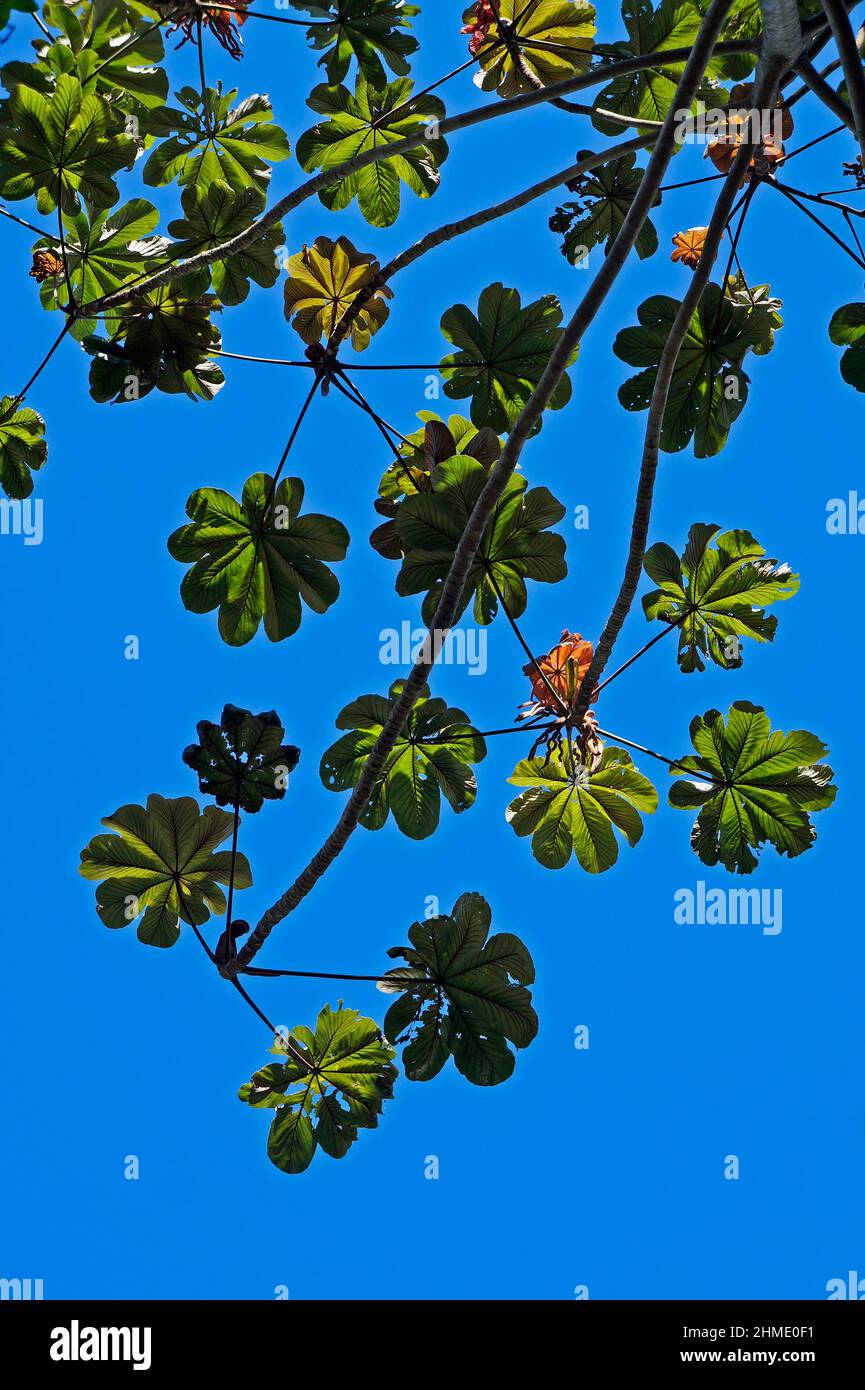 Schlangenholz (Cecropia peltata), Rio de Janeiro Stockfoto