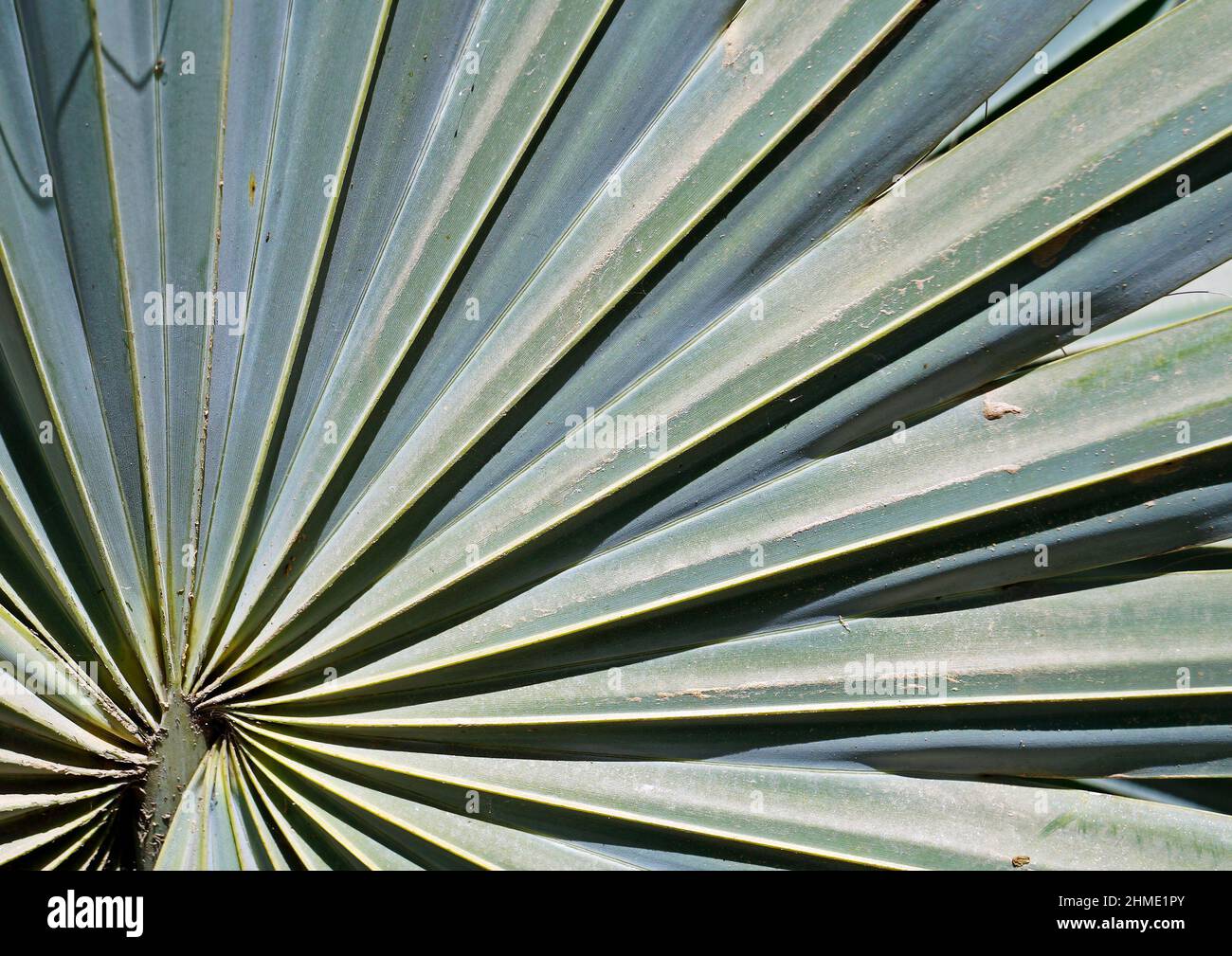 Fan Palme Blatt Hintergrund Stockfotografie