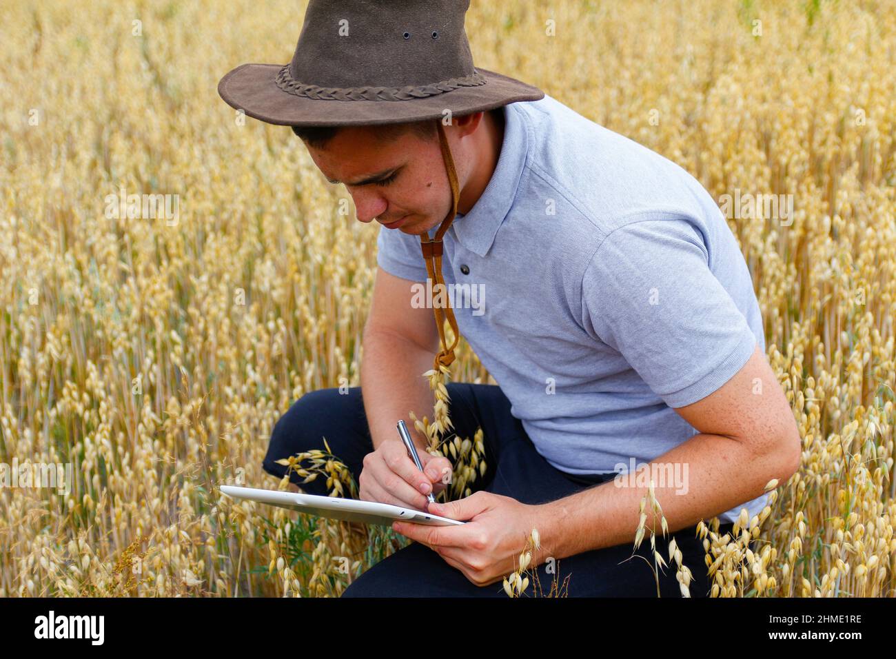 Harvester. Porträt des Bauern sitzen in Gold Weizenfeld mit Tablet. Junger Mann mit Cowboyhut auf dem Feld, der Weizenernte untersucht. Haferflocken-Getreideindustrie Stockfoto