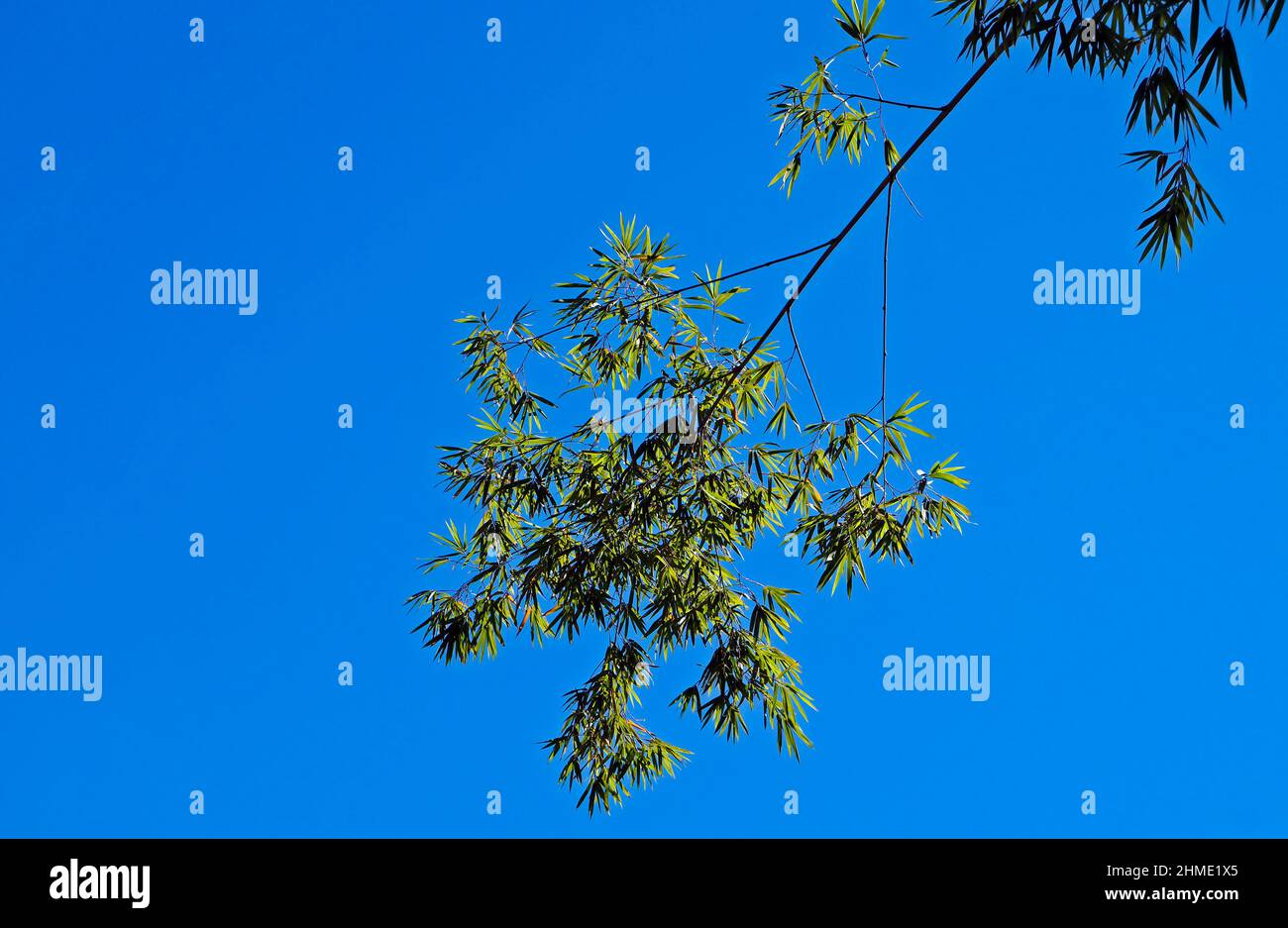 Bambuszweig und blauer Himmel Stockfoto