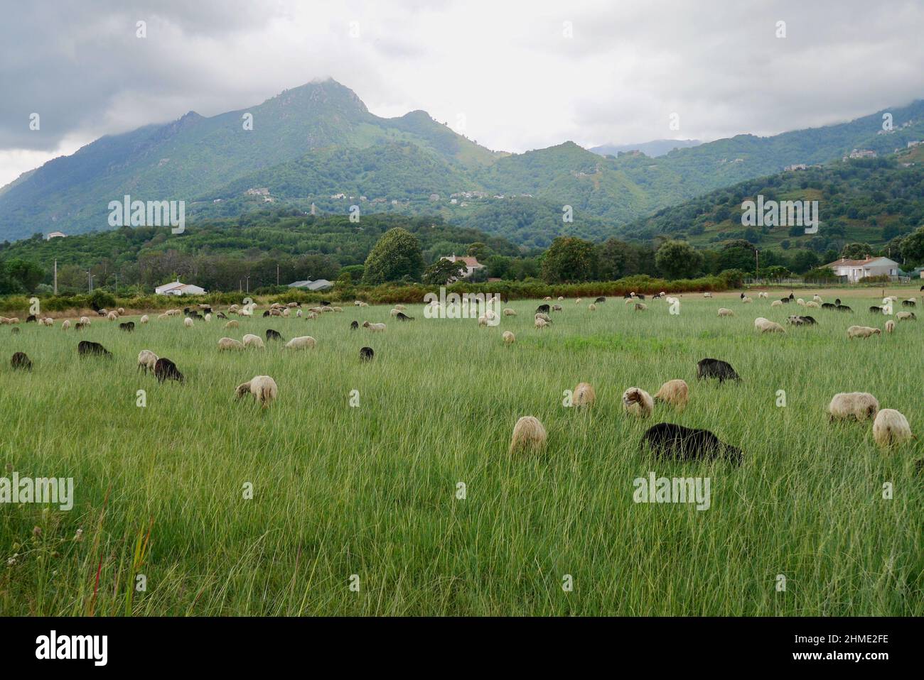 Schafschar auf grünen Wiesen im Hinterland von Moriani Plage. Korsika, Frankreich. Hochwertige Fotos Stockfoto