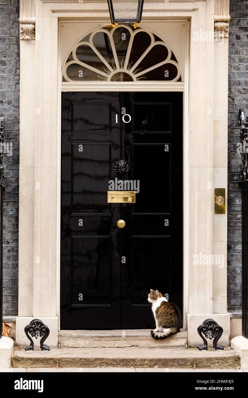 Larry, braun-weiß gestromte Katze und Chief Mouser beim Kabinettsbüro, das vor der Haustür der Downing Street Nr. 10 in London, Großbritannien, wartet Stockfoto