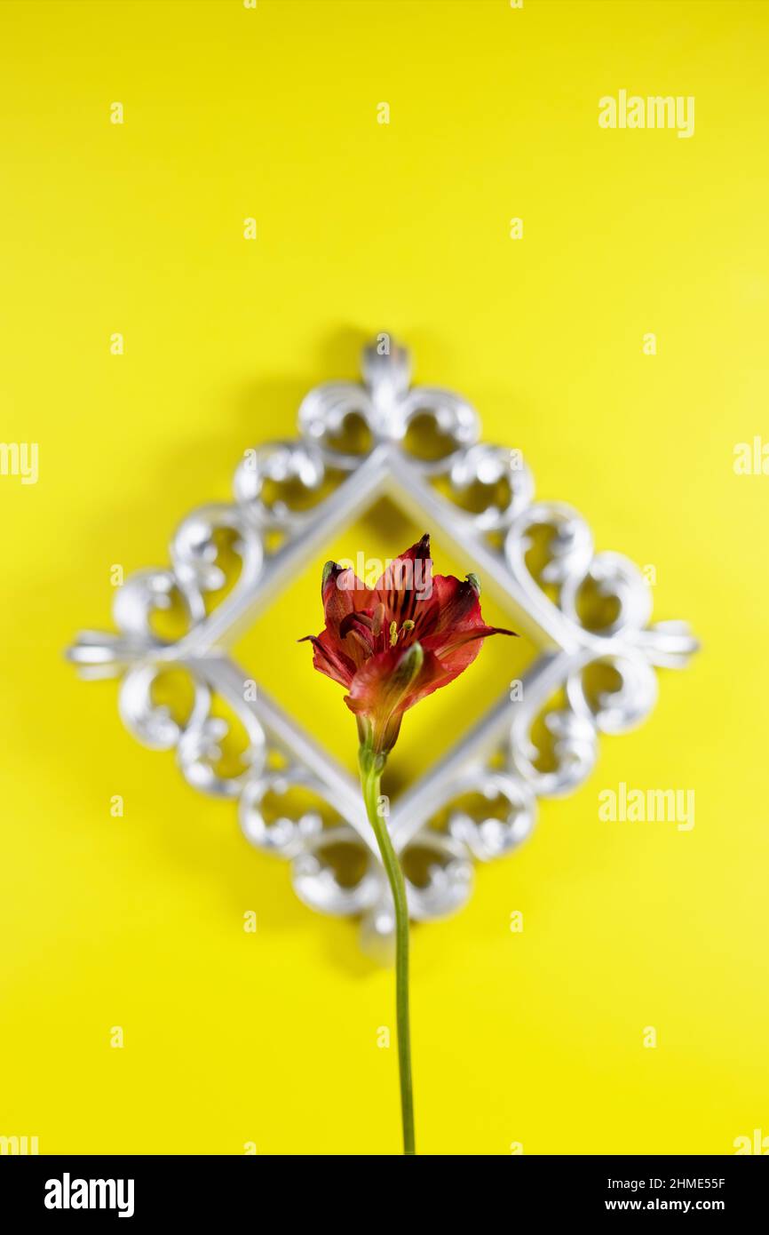 Alstroemeria-Blume und silberner Bilderrahmen vor gelbem Hintergrund. Stockfoto