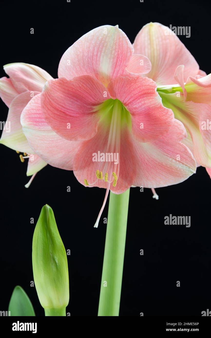 Amaryllis „Apfelblüte“. Stockfoto