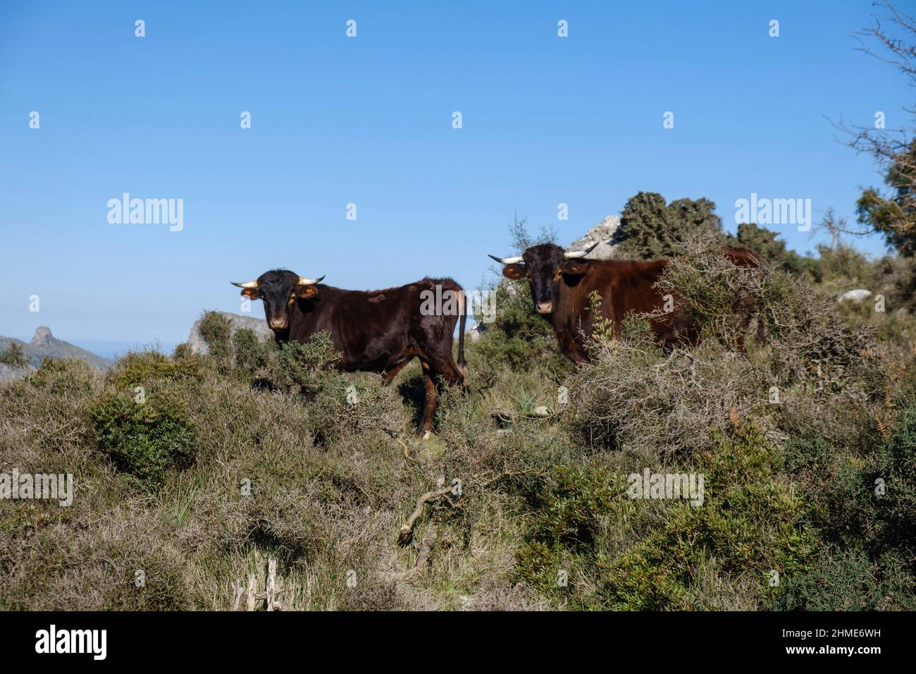 Assarell Bullen, Pollença, Mallorca, Balearen, Spanien Stockfoto