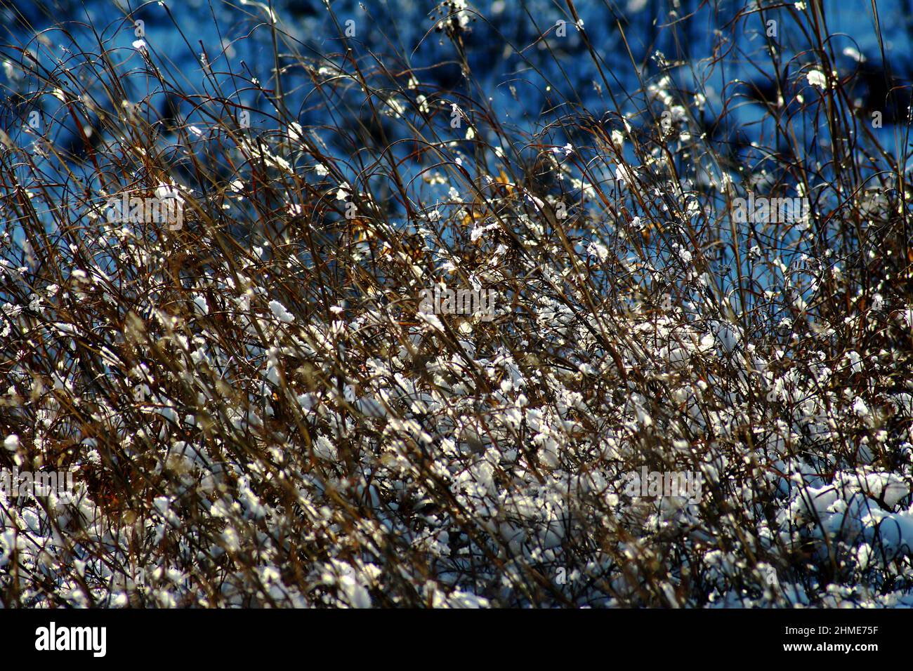 Trockenes Gras bedeckt mit Winterfrost. Stockfoto