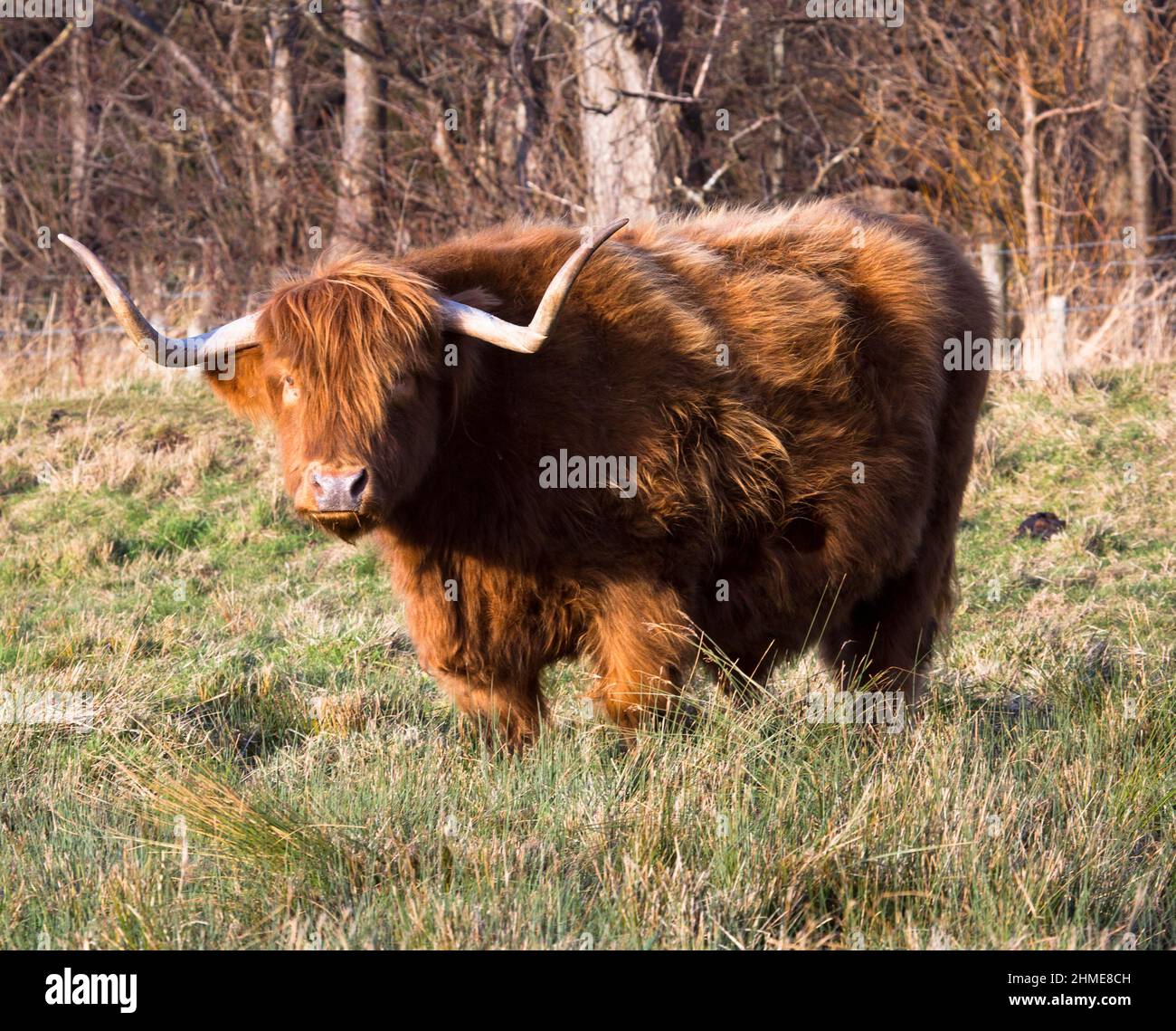 Highland Cow in Mortonhall, Edinburgh, Schottland Stockfoto