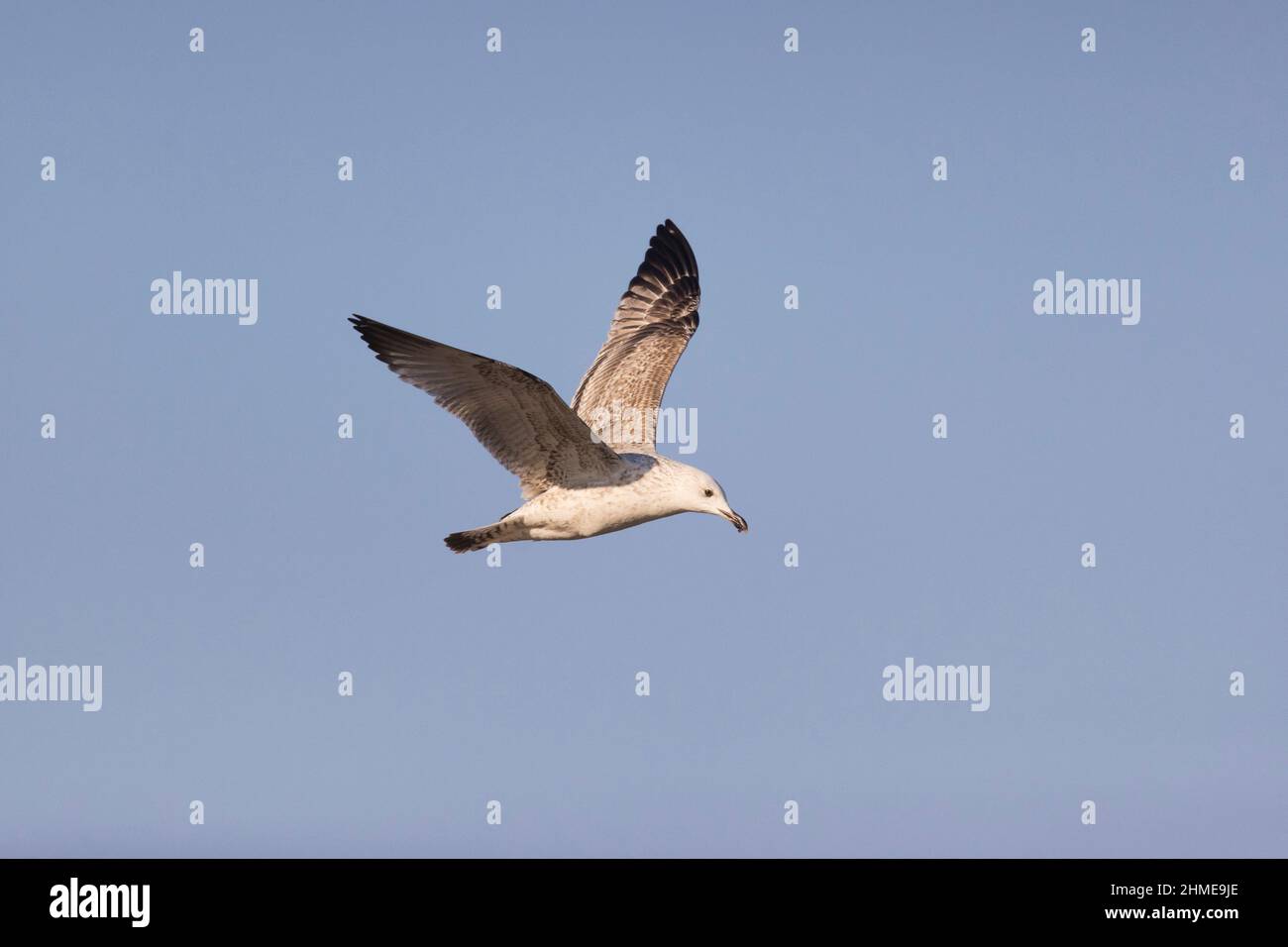 Kaspische Möwe (Larus cachinnans) unreife Fliegerei, Hortobagy, Ungarn, Januar Stockfoto