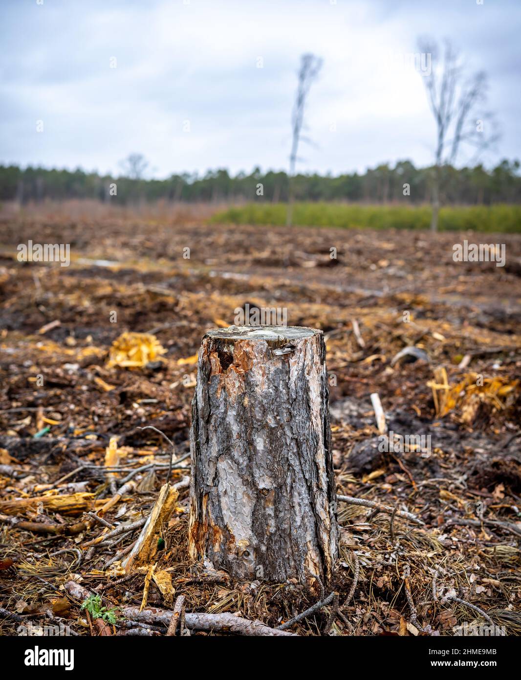 Ein Kiefernstumpf auf dem Hintergrund eines geschnittenen Waldes. Das Foto wurde an einem bewölkten Tag aufgenommen. Tageslicht. Stockfoto
