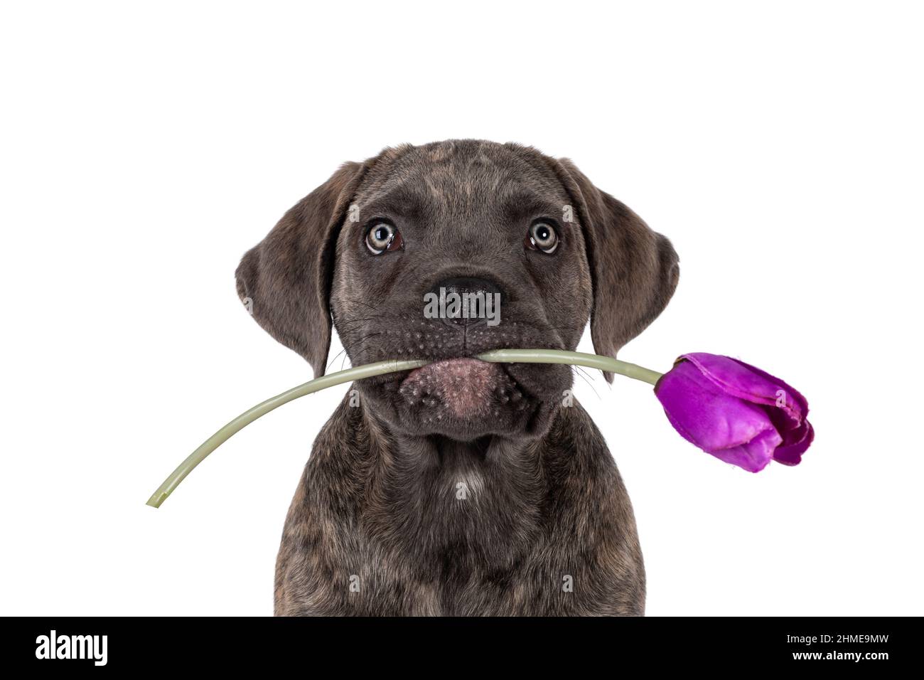 Kopfschuss des niedlichen brindling Cane Corso Hund Welpen, sitzen nach vorne. Blick mit hellen Augen auf die Kamera. Hält lila gefälschte Tulpe im Mund. I Stockfoto