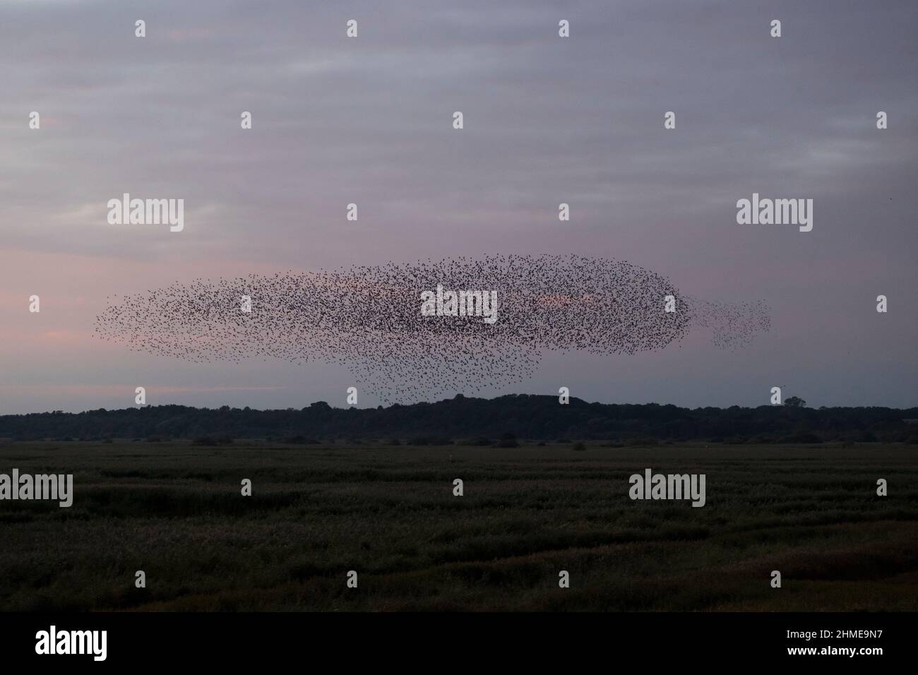 Gemeine Sternschnuppe (Sturnus vulgaris) fliegende Herde bei Sonnenuntergang, Suffolk, England, Oktober Stockfoto