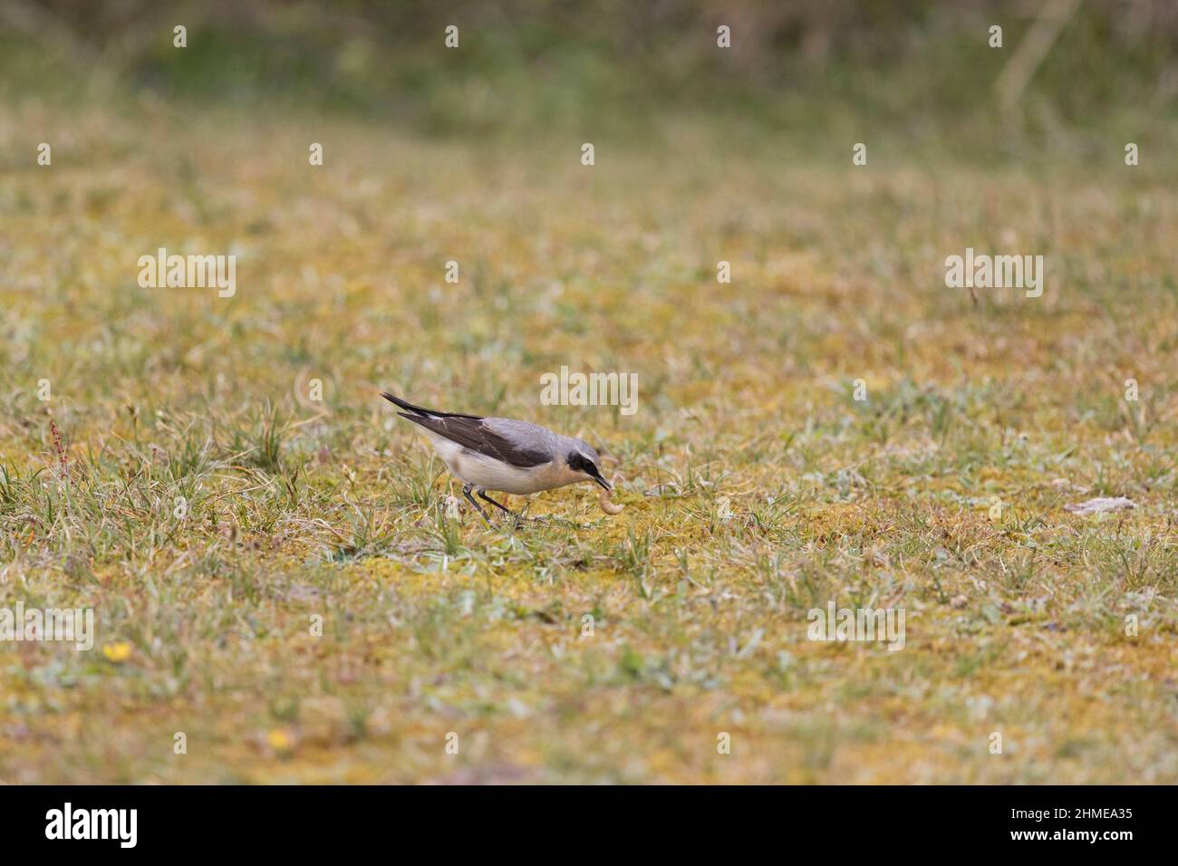 Northern Wheatear (Oenanthe oenanthe) züchtet das gefiederte, Erwachsene Männchen, das auf kurzem Gras steht, mit Raupenraub im Schnabel Stockfoto