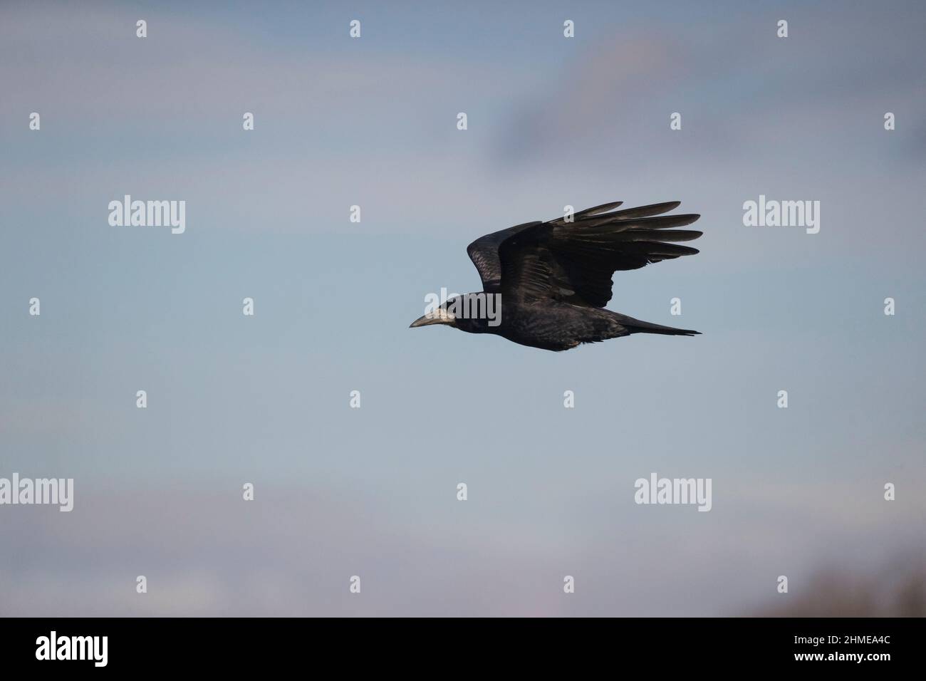 Rook (Corvus frugilegus), Erwachsenenflug, Hortobagy, Ungarn, Januar Stockfoto