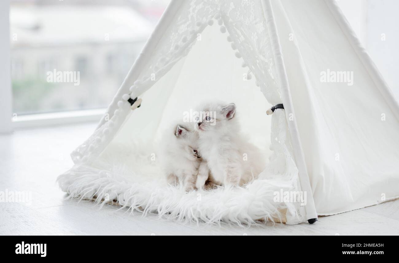 Ragdoll Katze Kätzchen im Studio Stockfoto