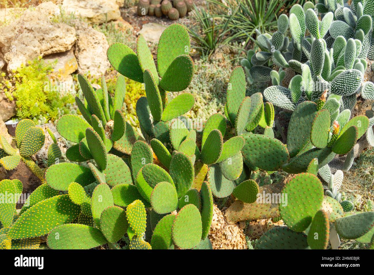 Kaktus aus Kaktus mit Kaktus verschiedener Arten, Dickicht in einem sehr milden Klima Stockfoto