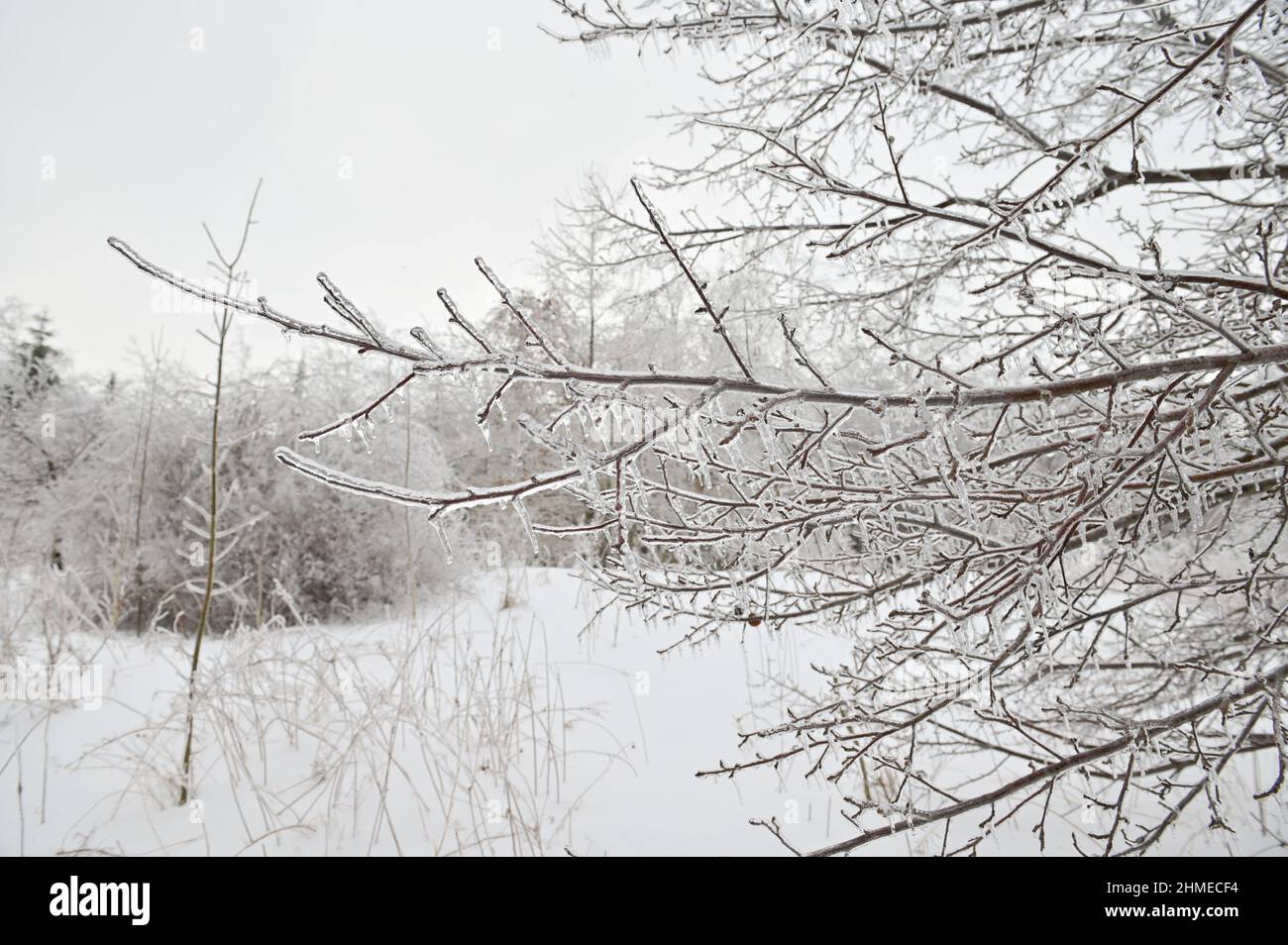 Nahaufnahme eines eisbedeckten Birkenzweiges nach einem Wintereissturm. Stockfoto