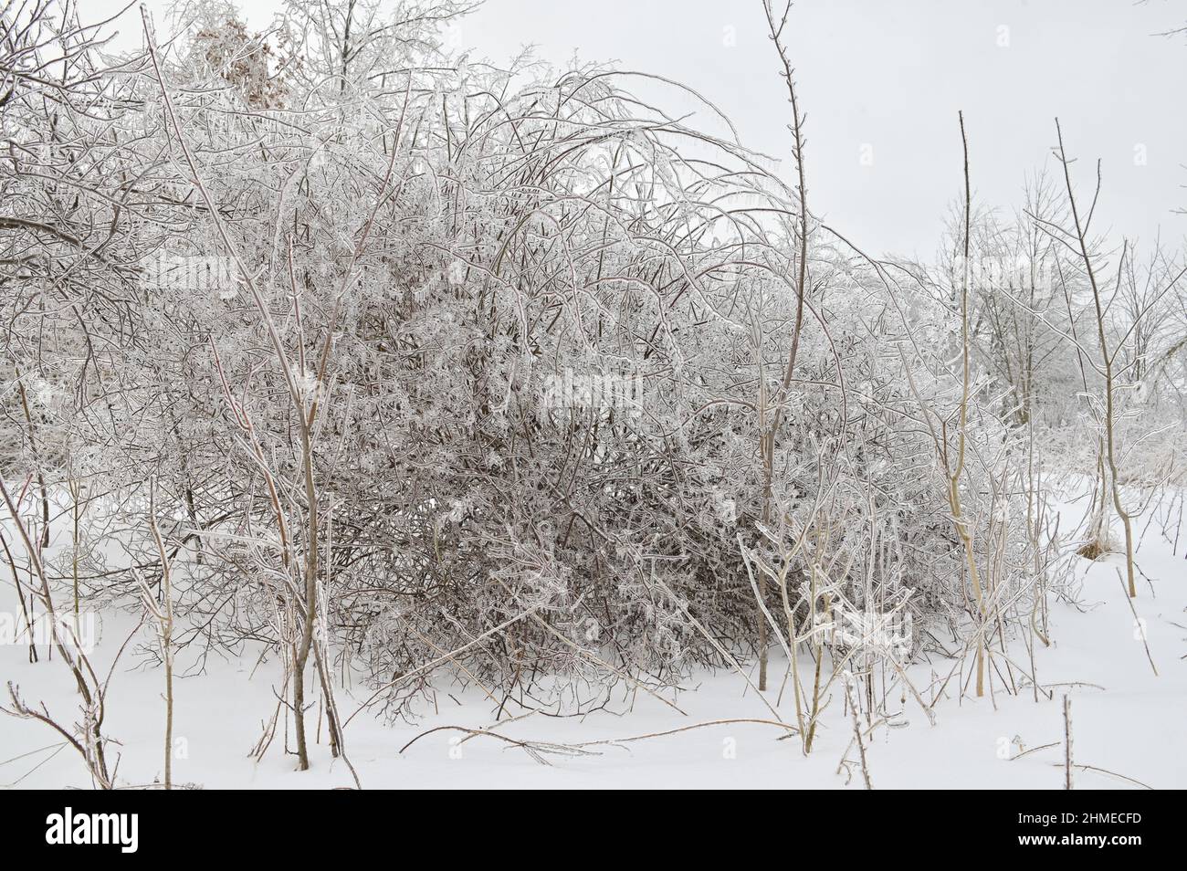 Zweige der Laubbäume, die mit Eiskruste nach dem eisigen Regen bedeckt sind, Fragment, Hintergrund Stockfoto